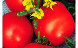 Маленький МУК