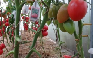 Малиновая Радость