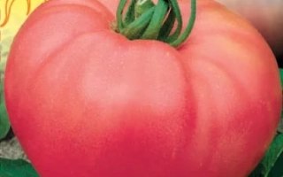 Малиновая Заря