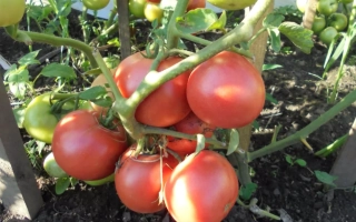 Малиновое Вино