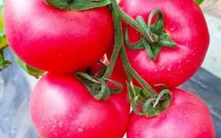 Красные томаты сорта МАЛИНОВЫ ОЖАРОВСКИ на ветке