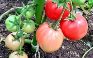 Малиновый Богатырь