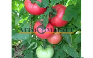 Малиновый Эдем