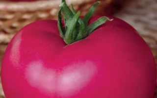 Красный томат Малиновый Гигант на плетеной подложке с надписью на пакете семян