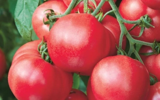 Малиновый Плут