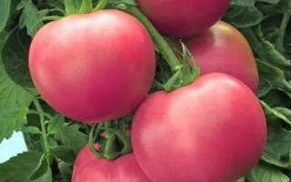 Малиновый Сюрприз