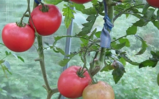 Малиновый Желанный