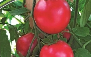 Малиновый Земледелец