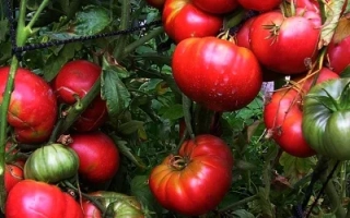 Красные и зеленые томаты на кусте - Мамонт