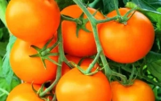 Мандаринка