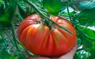 Маршал Победа