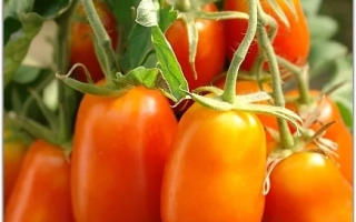 Пакет семян томата «Маруся» для открытого грунта