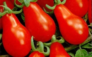 Пакет семян томата Матрешка с изображением красных плодов