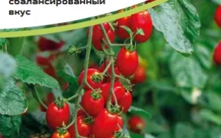 Маунтин Винъярд