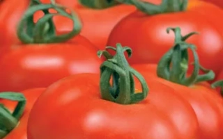 Мечта Любителя