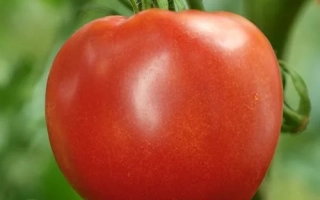 Медено Срце