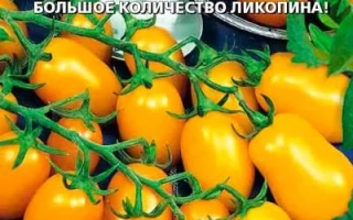 Медовый Финик