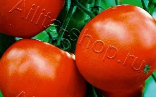 Медвежья Кровь