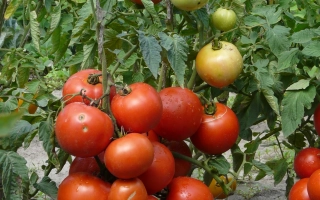 Спелые и незрелые томаты на кусте - Метелица