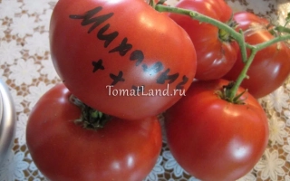 Томаты сорта Михаэла на ветке