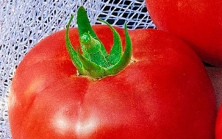 Пакет семян томата МИКУЛИЧ с изображением красного помидора