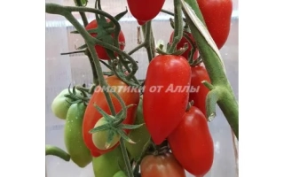 Красные и зеленые помидоры сорта Миледи на ветке