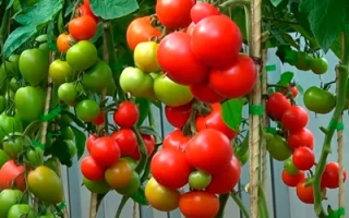 Мирандалина