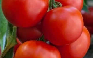 Младший Лейтенант