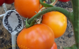 Томаты сорта Монастырская Трапеза на ветке