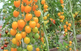 Монисто Янтарное