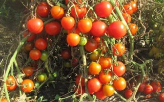 Моравское Чудо