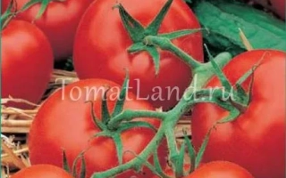 Пакет семян томата Московский