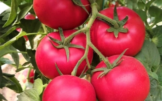 Мультистар