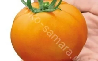 Наранжести