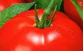 Пакет семян томата НАСТЁНА F1 с изображением красного помидора