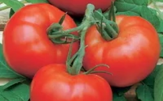 Навігатор F1