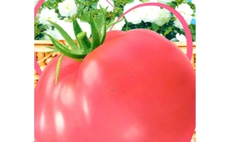 Нежное Сердце