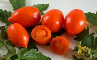 Свежие красные томаты сорта НОСИК на белом фоне с листьями