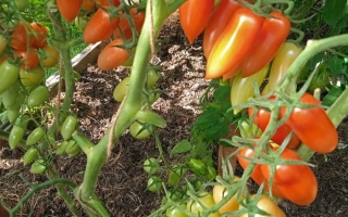 Томаты на кусте - ОБОЙМА