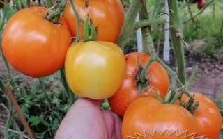 Оранжевое Солнце