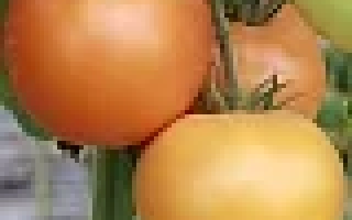 Оранжевый Бой F1