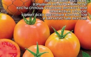 Оранжевый Закат