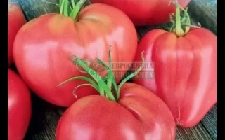 Пакет семян томата Орлиное сердце