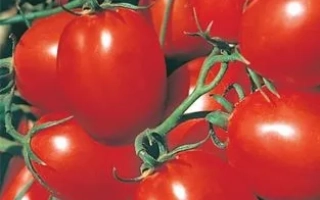 Пакет семян томата ОТЛИЧНИК на фоне красных плодов