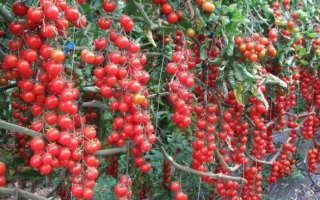 Ожерелье Красное