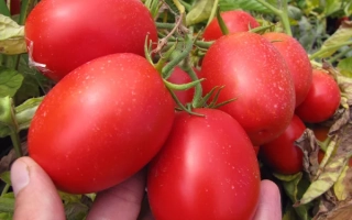 ПЬЕТРА РОССА F1