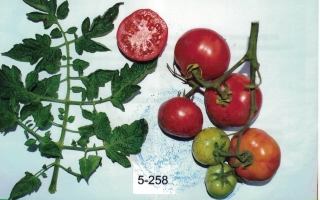 Памяти Губко