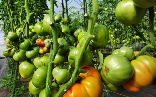 Спелые и зеленые томаты на кустах в теплице - Памятный