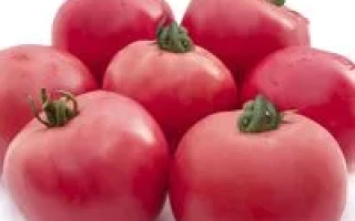 Пантикапей F1