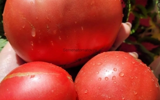 Томаты сорта Алый Парус на ладони